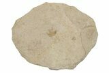 Fossil Flower (Pos/Neg) - Green River Formation, Wyoming #245062-2